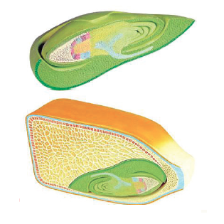 Histology Models