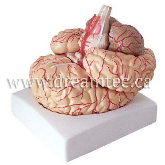 Human Anatomy